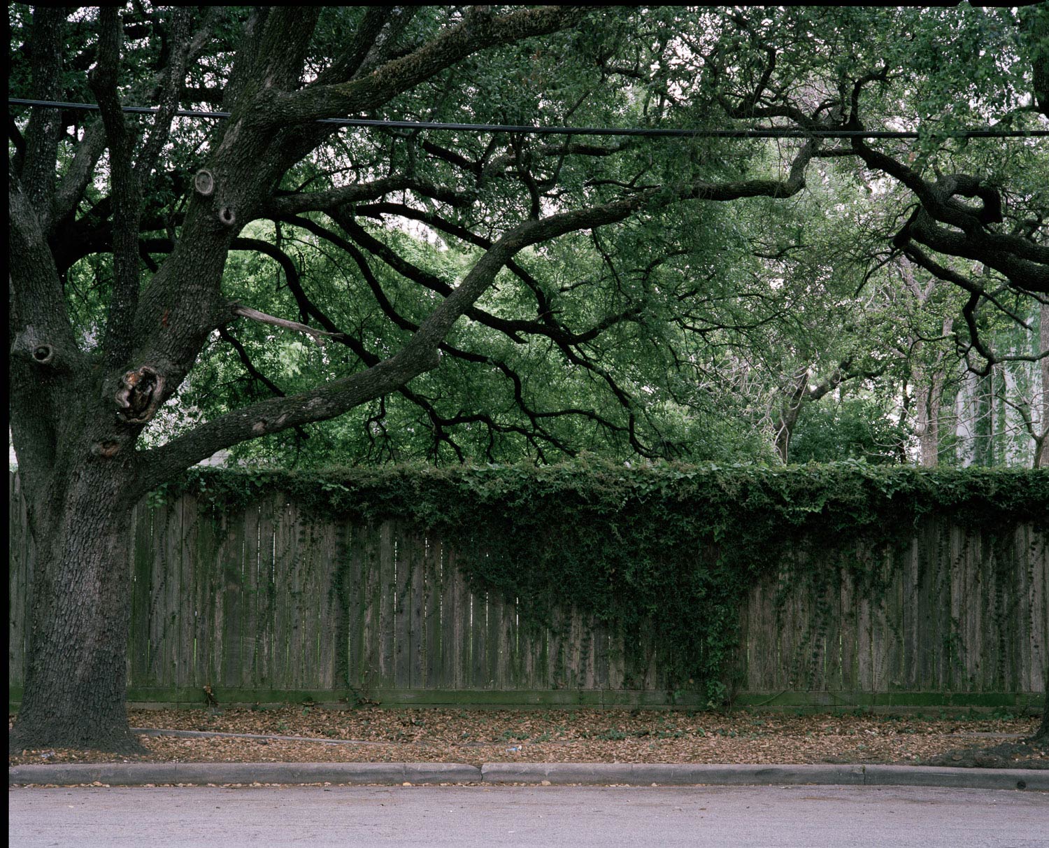 Montrose Grant Houston  08